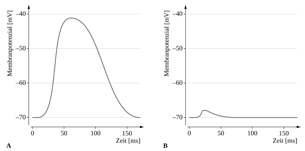 Diagramm des Membranpotenzials über der Zeit mit zwei Kurvenverläufen.